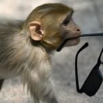 No monkey business: India 'whisperers' guard world championships