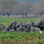 Top India court orders new steps to protect threatened elephants