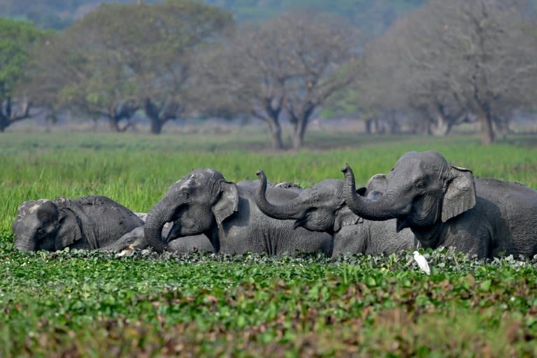 Top India court orders new steps to protect threatened elephants