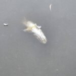 Dozens of dead fish found in Wigan park lake as Environment Agency issues statement