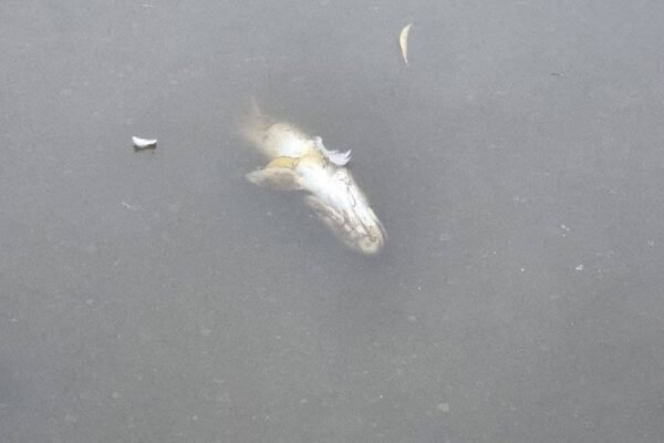 Dozens of dead fish found in Wigan park lake as Environment Agency issues statement