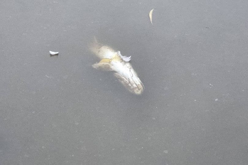 Dozens of dead fish found in Wigan park lake as Environment Agency issues statement