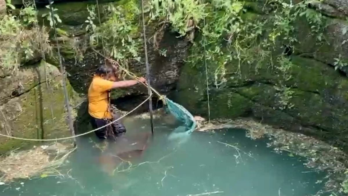 Wild fox rescued after falling into open well in India