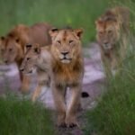 Safari travellers are increasingly booking Africa’s Green Season | News