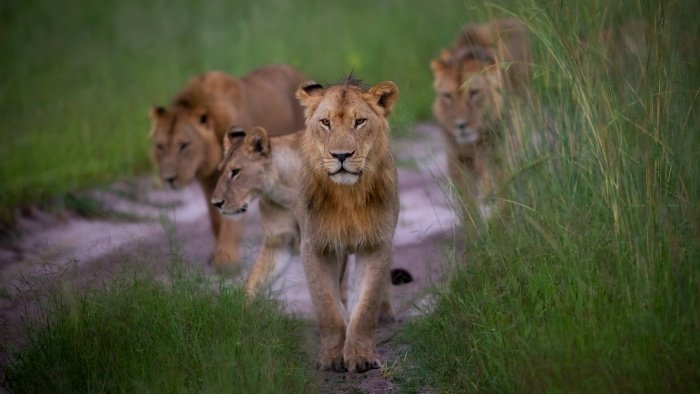 Safari travellers are increasingly booking Africa’s Green Season | News