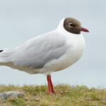 NatureScot Data Reveals Dramatic Decline in Scotland's Seabird Populations