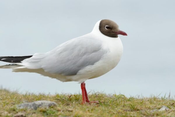 NatureScot Data Reveals Dramatic Decline in Scotland's Seabird Populations