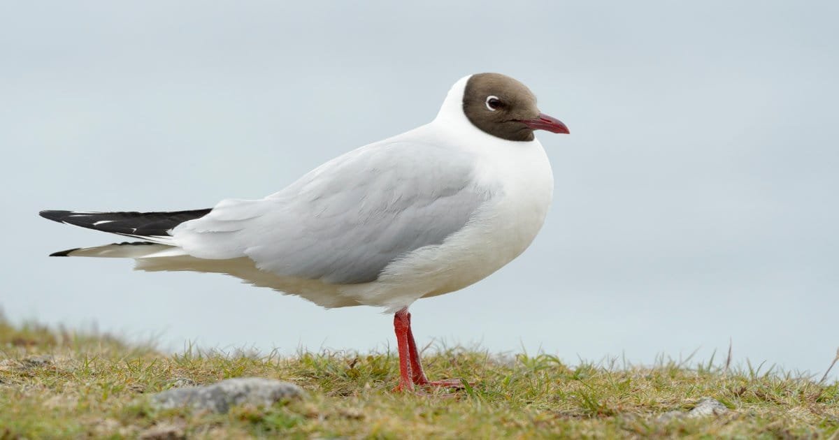 NatureScot Data Reveals Dramatic Decline in Scotland's Seabird Populations