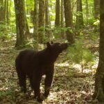 Scientists uncover environmental cues behind black bear hibernation