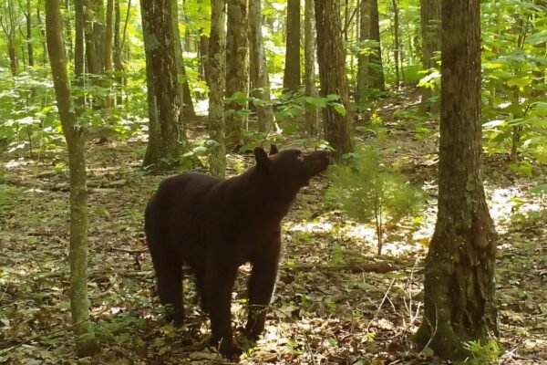Scientists uncover environmental cues behind black bear hibernation
