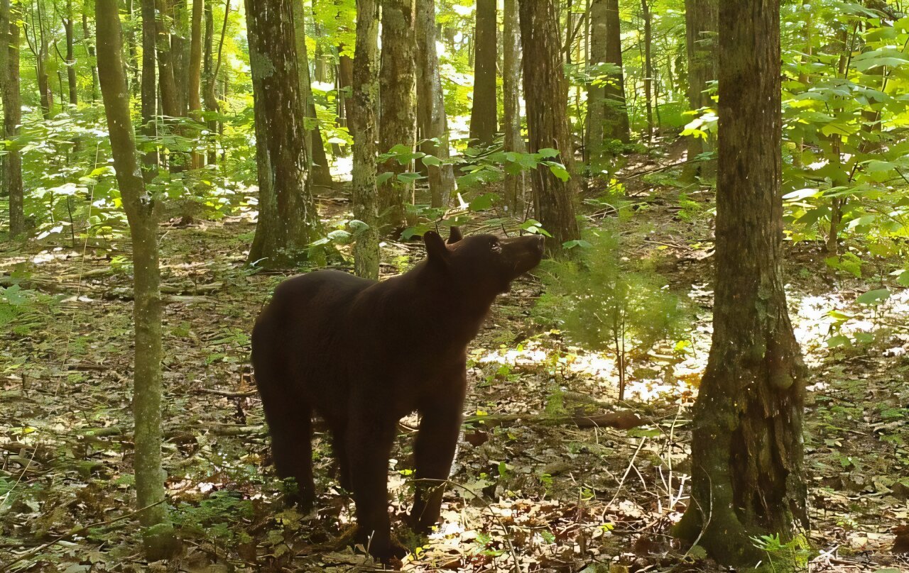Scientists uncover environmental cues behind black bear hibernation