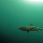 Research challenges myths about Greek sharks