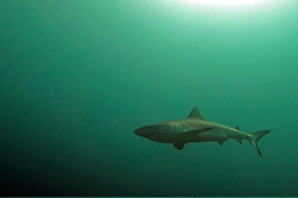 Research challenges myths about Greek sharks