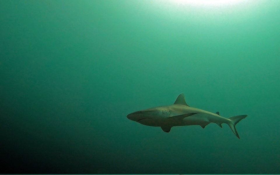 Research challenges myths about Greek sharks