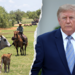 Trump’s foreign beef push sparks GOP revolt from ranching country