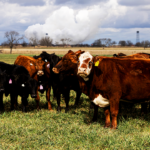 Tyson Foods to shutter 2 facilities amid cattle shortage