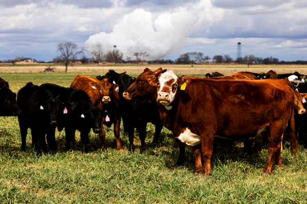 Tyson Foods to shutter 2 facilities amid cattle shortage