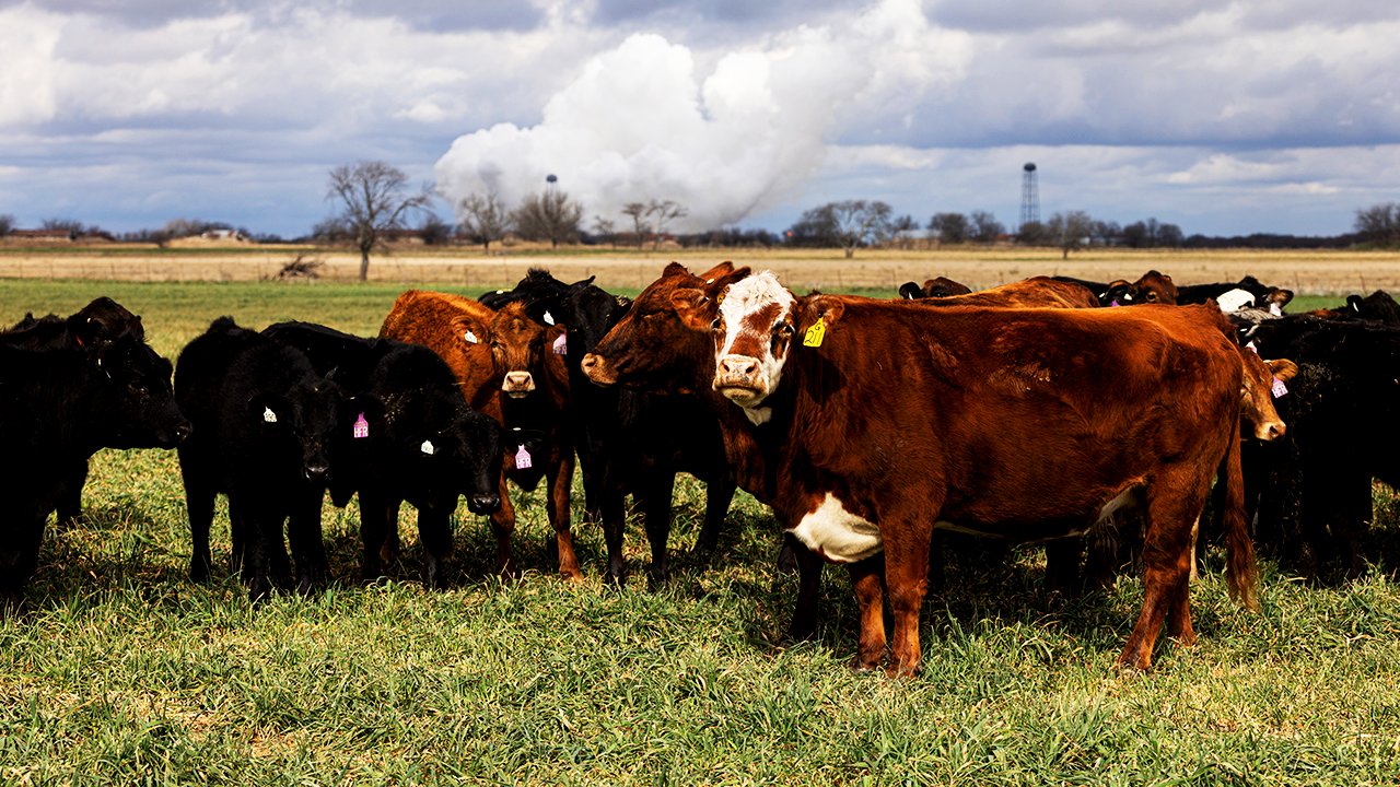 Tyson Foods to shutter 2 facilities amid cattle shortage