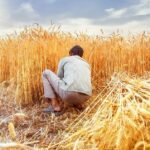 India Lifts Wheat Export Ban to Ease Global Supply