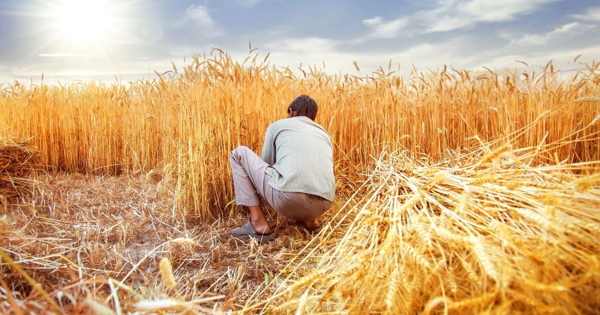 India Lifts Wheat Export Ban to Ease Global Supply