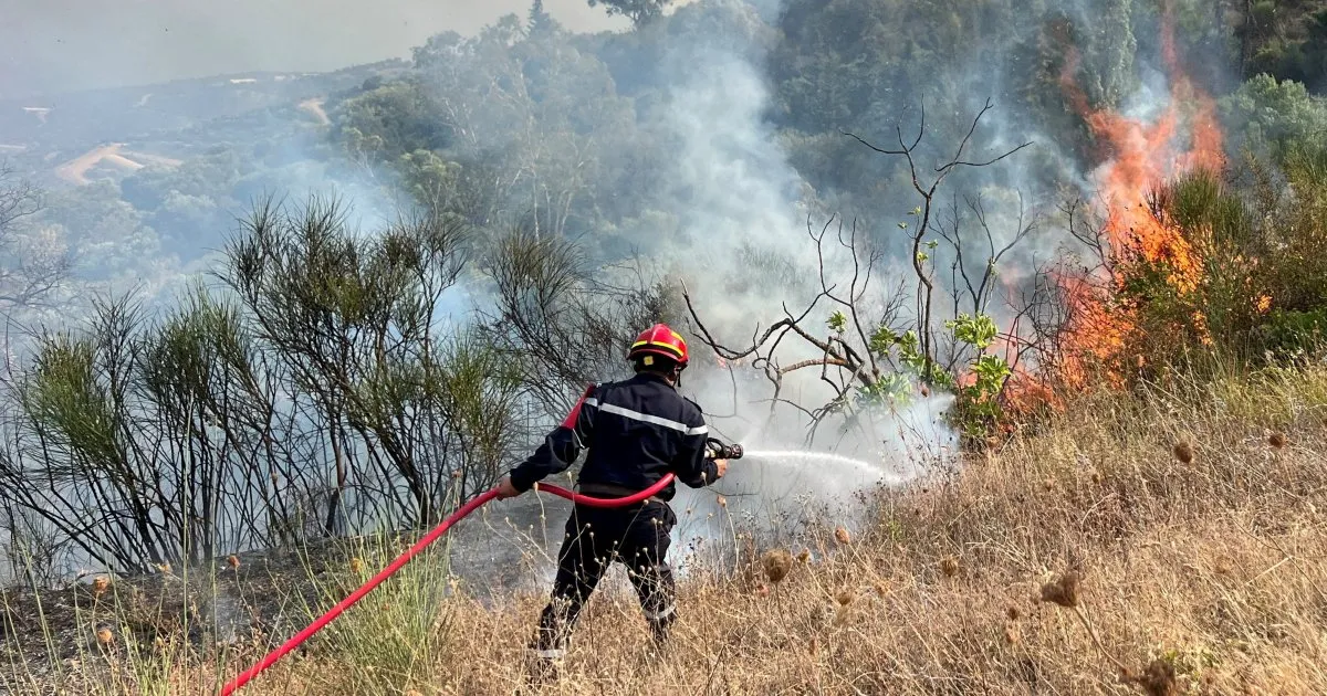 Algeria’s president seeks death penalty for those who start forest fires | Environment News