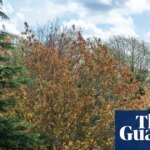 High winds during El Niño could be deadly for England’s stressed trees, say experts | Trees and forests
