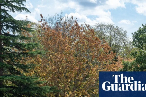High winds during El Niño could be deadly for England’s stressed trees, say experts | Trees and forests