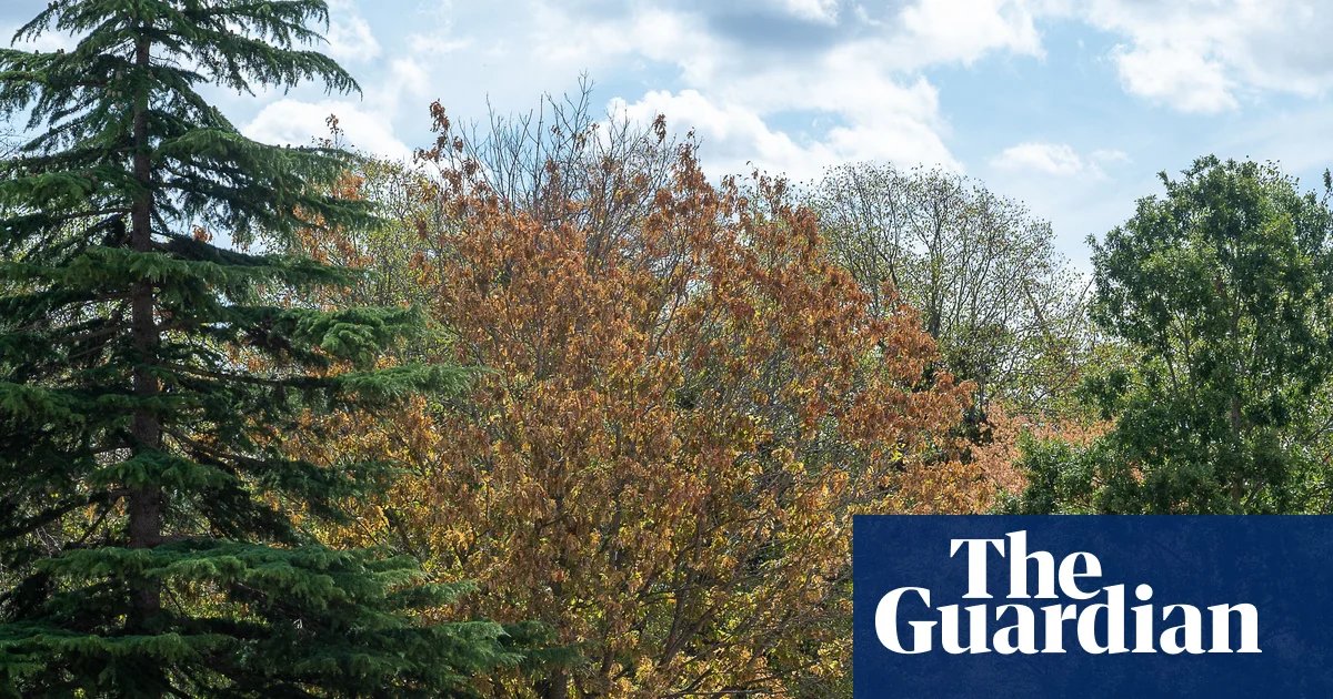 High winds during El Niño could be deadly for England’s stressed trees, say experts | Trees and forests