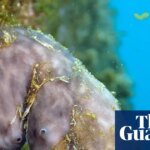 Could this humble sea sponge clean up the world’s ports? | Marine life