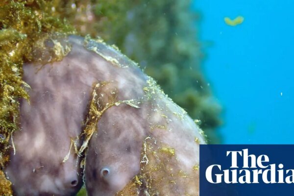 Could this humble sea sponge clean up the world’s ports? | Marine life