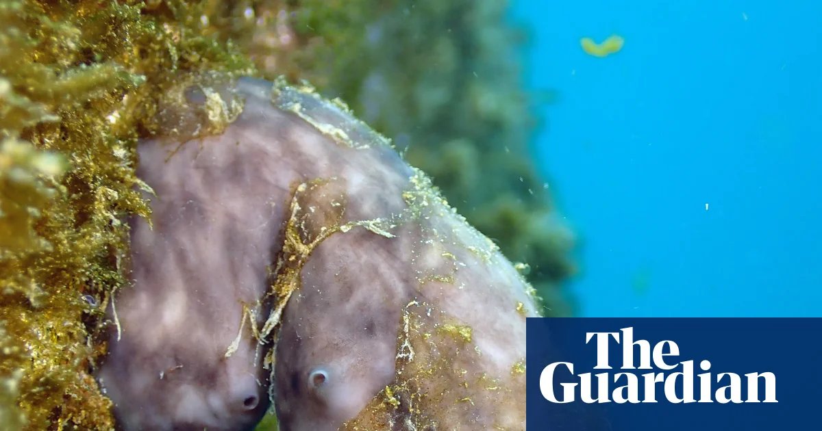 Could this humble sea sponge clean up the world’s ports? | Marine life