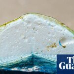 Country diary: A stranded traveller that looks more plastic than animal | Coastlines