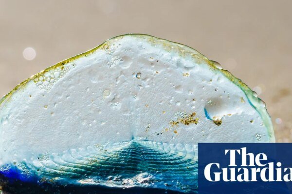 Country diary: A stranded traveller that looks more plastic than animal | Coastlines