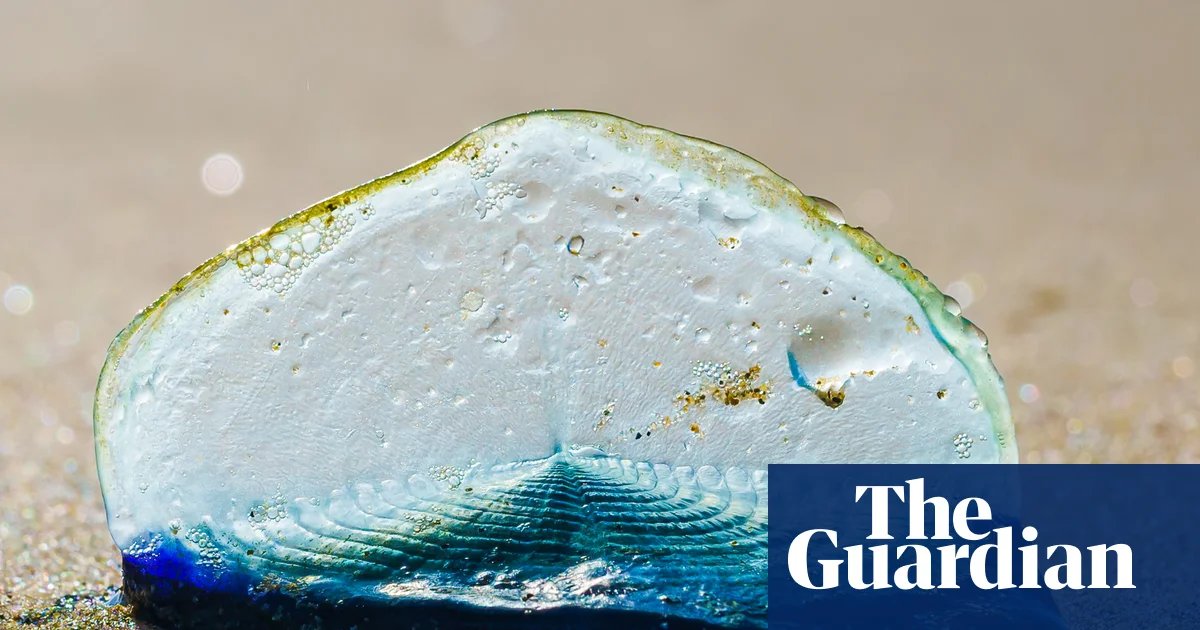 Country diary: A stranded traveller that looks more plastic than animal | Coastlines