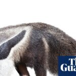 Thursday news quiz: Stolen jewels, breakdancing fools and a car that’s breaking the rules | Life and style