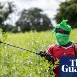 Almost half of world’s farmers poisoned by pesticides every year, experts find | Pesticides