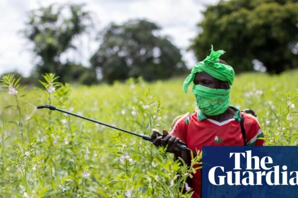 Almost half of world’s farmers poisoned by pesticides every year, experts find | Pesticides