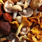 Aloha Medicinals Sparks Innovation with Launch of FungiFuse