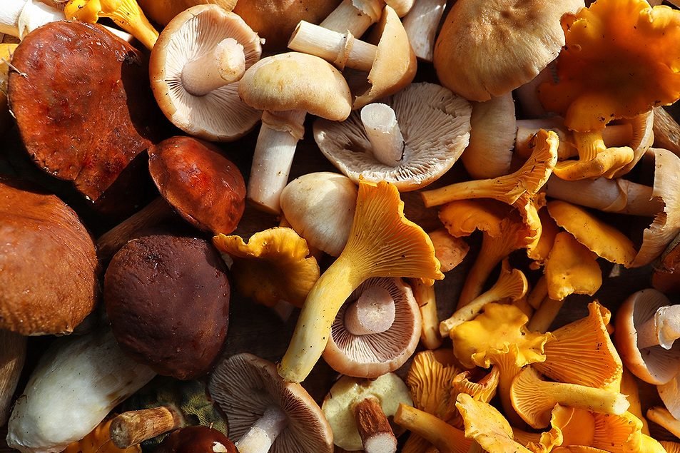 Aloha Medicinals Sparks Innovation with Launch of FungiFuse