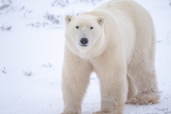 Arctic Icons: Twenty-Five Years of Fighting to Keep the Great White Bear Afloat
