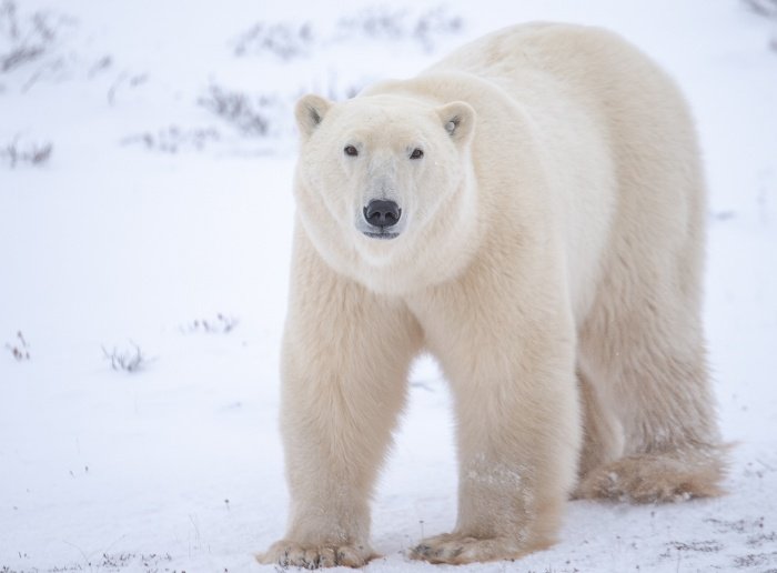 Arctic Icons: Twenty-Five Years of Fighting to Keep the Great White Bear Afloat