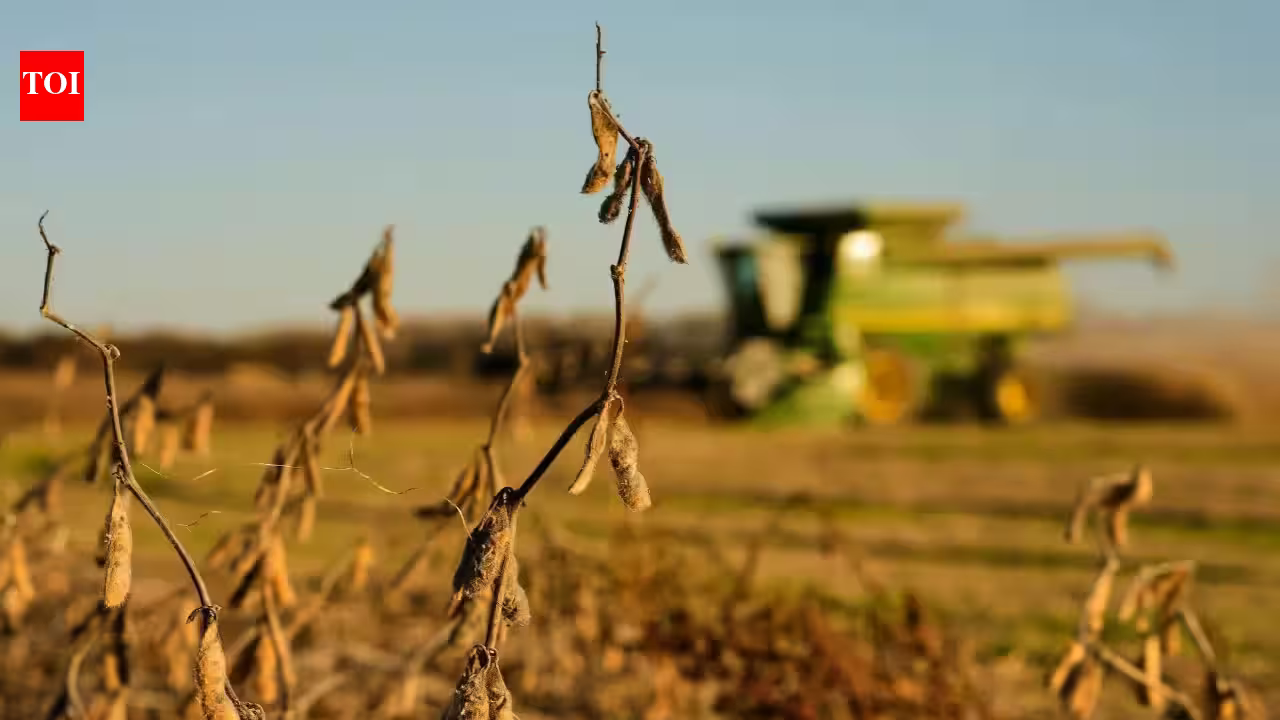 Beijing’s Tariff Pivot Leaves Soybeans Cold in Trade Thaw