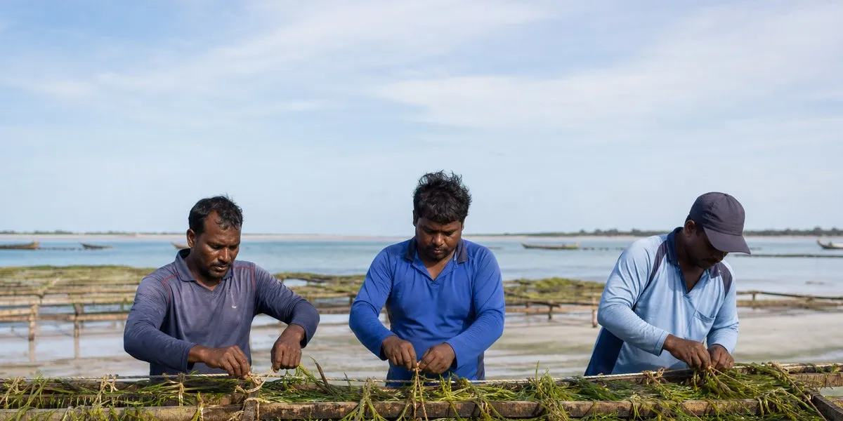 Beneath the Tides: India’s Underwater Green Revolution Saves Vulnerable Islands