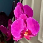 Beyond the Bloom: The Secrets to Eternal Orchid Elegance