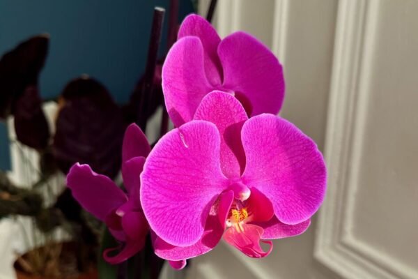 Beyond the Bloom: The Secrets to Eternal Orchid Elegance