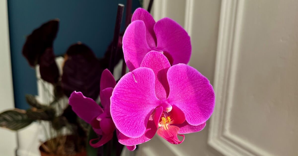 Beyond the Bloom: The Secrets to Eternal Orchid Elegance