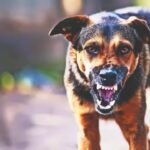 Beyond the Needle: The Lingering Trauma and Hidden Costs of Surviving a Dog Bite in India