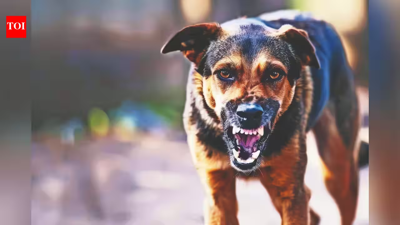 Beyond the Needle: The Lingering Trauma and Hidden Costs of Surviving a Dog Bite in India
