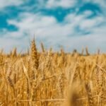 Bimbo’s Green Revolution: Baking Giant Scales Regenerative Farming Across Half a Million Hectares