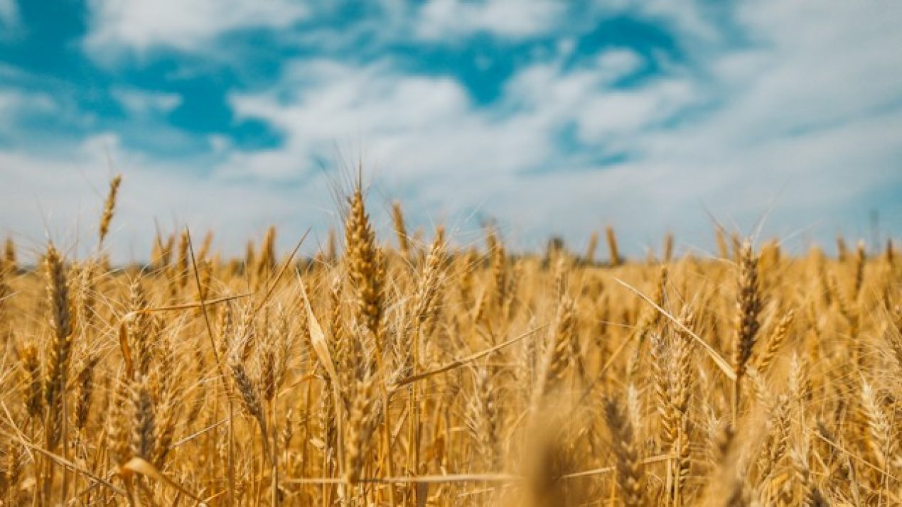 Bimbo’s Green Revolution: Baking Giant Scales Regenerative Farming Across Half a Million Hectares